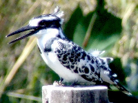 Pied Kingfisher Pied Kingfisher